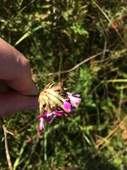 Dianthus membranaceus