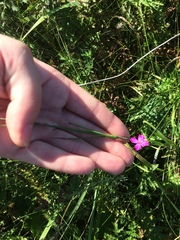 Dianthus membranaceus