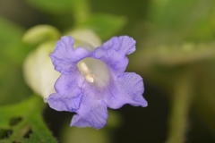 Strobilanthes sessilis