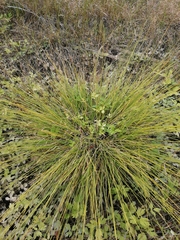 Carex cespitosa
