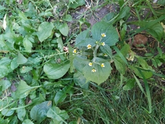 Galinsoga quadriradiata