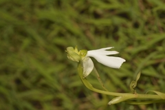 Habenaria longicorniculata