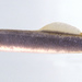 Lampetra aepyptera - Photo (c) Noel Burkhead, algunos derechos reservados (CC BY-NC-SA)