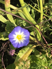 Convolvulus tricolor