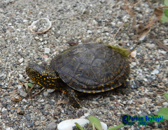 Emys orbicularis persica