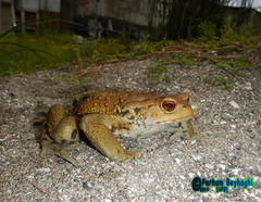 Bufo eichwaldi