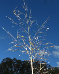 Capillipedium spicigerum