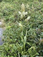 Melanthieae