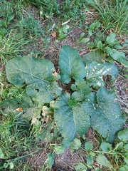 Arctium