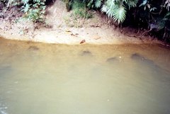 Hypostomus