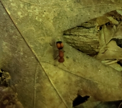 Pseudomethoca simillima