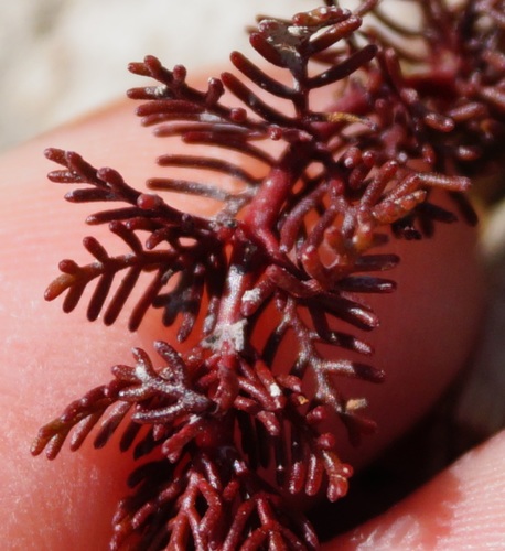 Myriophyllum verticillatum iNat (2)