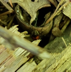 Pseudomethoca simillima