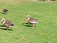 Anser anser