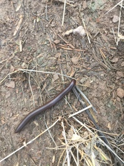 Orthoporus
