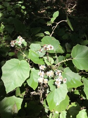 Pericallis appendiculata image