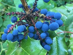 Berberis aquifolium