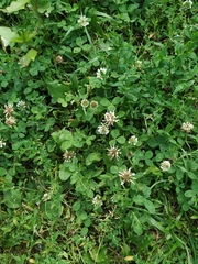 Trifolium repens