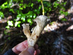 Gloeocantharellus