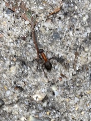 Formica polyctena × rufa