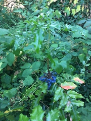 Berberis aquifolium
