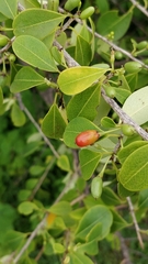 Erythroxylum monogynum