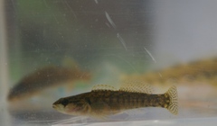 Etheostoma flabellare