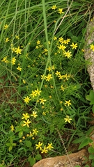 Senecio tenuifolius