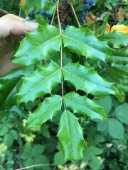 Berberis aquifolium