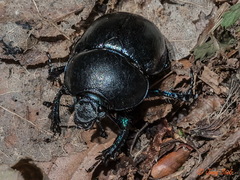 Anoplotrupes stercorosus