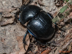 Anoplotrupes stercorosus