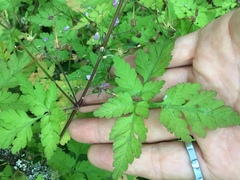 Geranium robertianum