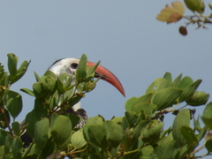 Tockus erythrorhynchus