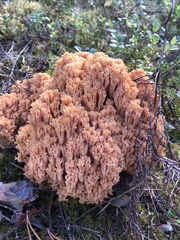 Ramaria boreimaxima