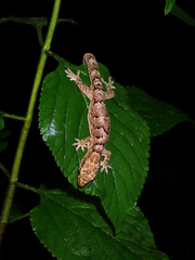 Bavayia sauvagii