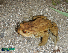 Bufo eichwaldi