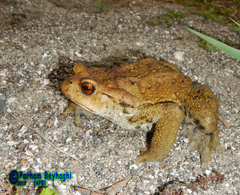 Bufo eichwaldi