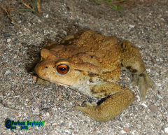 Bufo eichwaldi