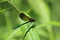 Calopteryx aequabilis