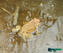 Bufo eichwaldi