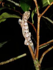 Bavayia sauvagii