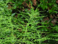 Symphyotrichum pilosum