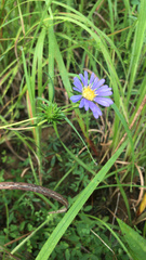 Eurybia hemispherica