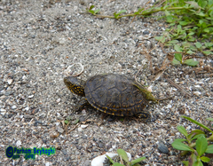 Emys orbicularis persica