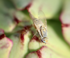 Terellia fuscicornis