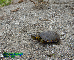Emys orbicularis persica