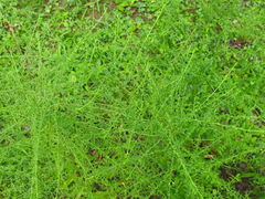 Symphyotrichum pilosum
