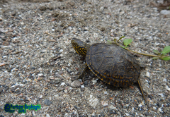 Emys orbicularis persica