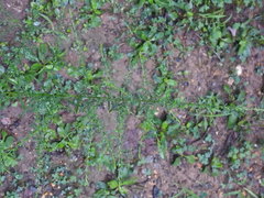 Symphyotrichum pilosum