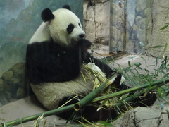 Ailuropoda melanoleuca